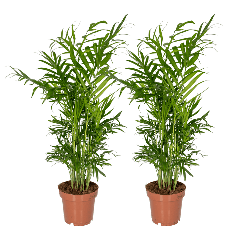 Chamaedorea Elegans (Mexikanische Bergpalme), 2er Pack, Ø12cm