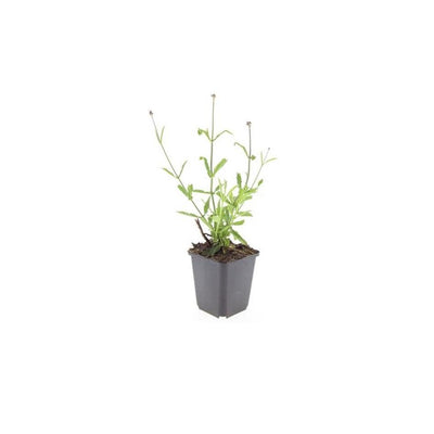 48x Zwerg-Eisenkraut 'Lollipop' (10-25cm) - Ø9cm