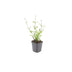 48x Zwerg-Eisenkraut 'Lollipop' (10-25cm) - Ø9cm Bild 2