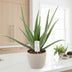 Aloe Vera Zimmerpflanze 70 cm - Pflegeleicht & Dekorativ Bild 2
