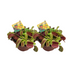 2x Venusfliegenfalle (Dionaea Muscipula) im 12cm Topf Bild 1