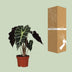 Alocasia Amazonica Polly, Ø12cm, ↕30cm - Tropische Eleganz für Ihr Zuhause Bild 4