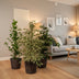 Ficus Houseplant Set: Danielle, Twilight & Moclame Bild 5
