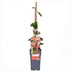 Fragrant Honeysuckle 'Belgica' - Set of 3 Climbing Plants Bild 2