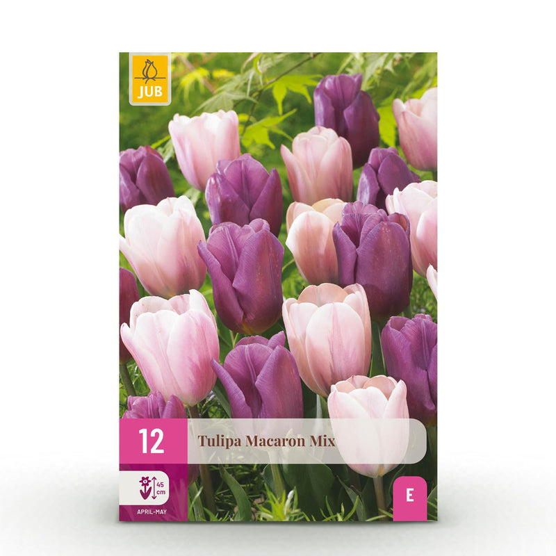 GreenboutiQ Tulpenzwiebeln 'Macron Mix' - 12 Stück, bunte Frühlingstulpen