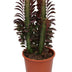 Euphorbia Trigona Rubra (Afrikanischer Milchbaum) - Ø12cm Topf, 40cm Höhe Bild 1