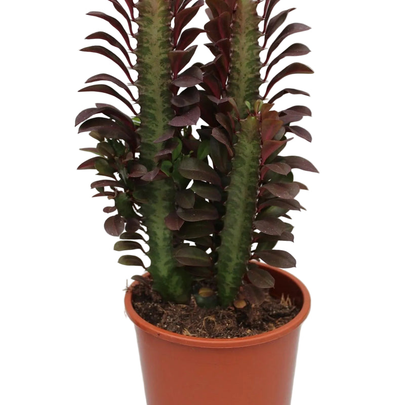 Euphorbia Trigona Rubra (Afrikanischer Milchbaum) - Ø12cm Topf, 40cm Höhe