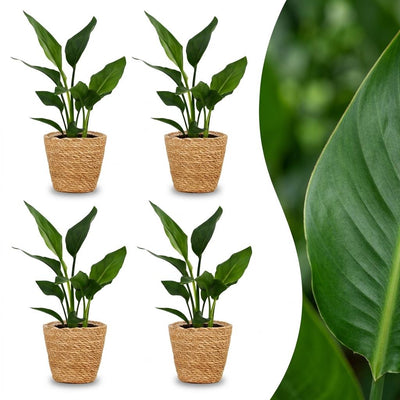 Green boutiQ - Strelitzia Reginea - Paradiesvogelblume - 4 Pflanzen - mit Seegraskorb - Topf 12cm - Höhe 35cm
