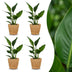 Green boutiQ - Strelitzia Reginea - Paradiesvogelblume - 4 Pflanzen - mit Seegraskorb - Topf 12cm - Höhe 35cm Bild 1