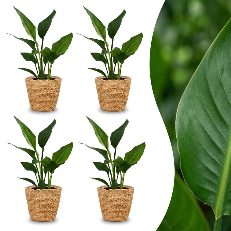 Green boutiQ - Strelitzia Reginea - Paradiesvogelblume - 4 Pflanzen - mit Seegraskorb - Topf 12cm - Höhe 35cm