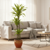 Dracaena Deremensis Lemon Lime - Ø24cm, 130-150cm hoch Bild 8