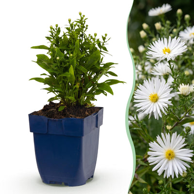 Green boutiQ - Perennial - Aster (D) 'Schneekissen' - Sea Aster - Bee and Butterfly Attractors - White - 6 Plants - Pot 11cm - Height 15-25cm