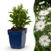 Green boutiQ - Perennial - Aster (D) Schneekissen - Sea Aster - Bee and Butterfly Attractors - White - 6 Plants - Pot 11cm - Height 15-25cm Bild 2