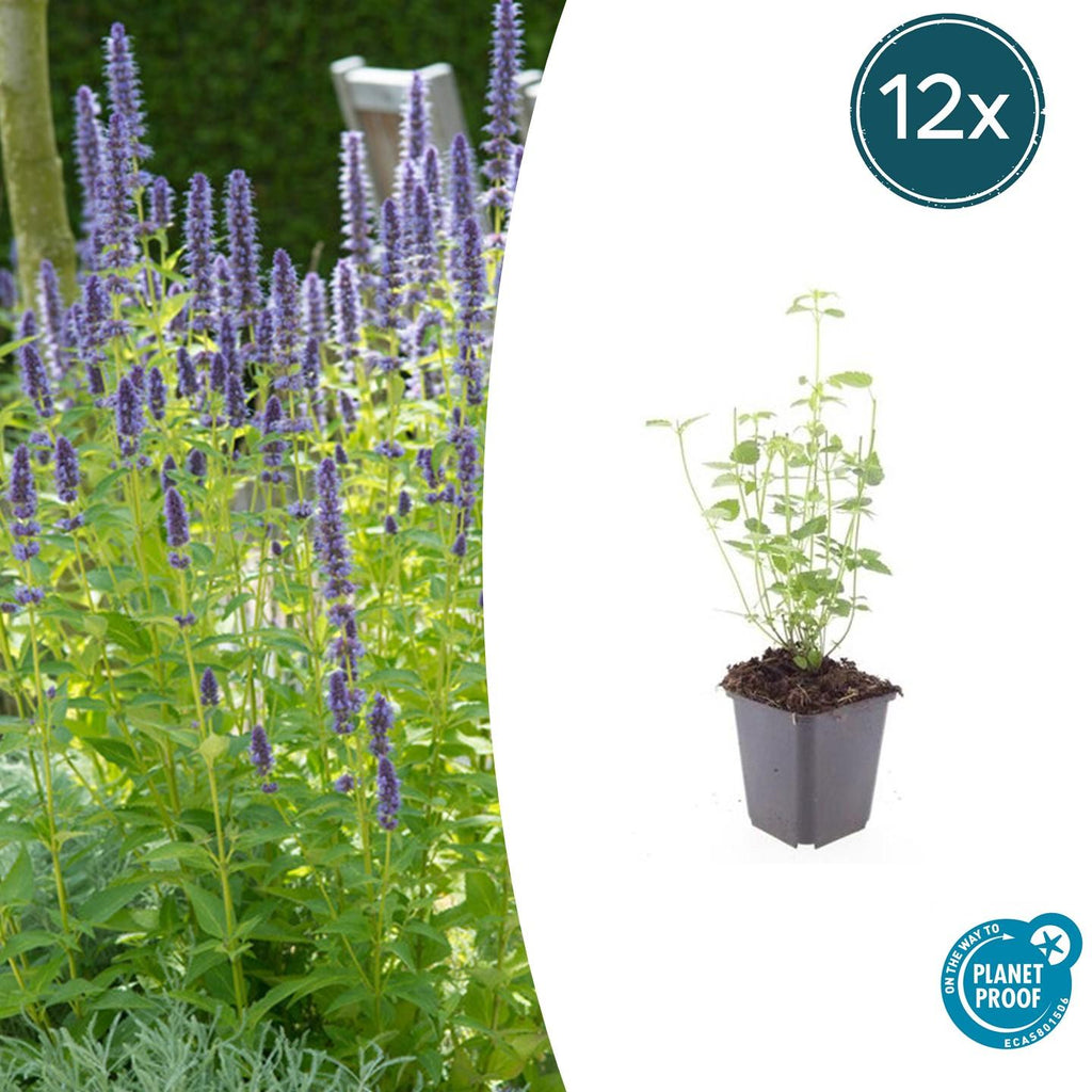 Agastache 'Black Adder' - 12x Staude ↕10-25cm im Ø9cm Topf