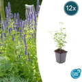 Agastache 'Black Adder' - 12x Staude ↕10-25cm im Ø9cm Topf