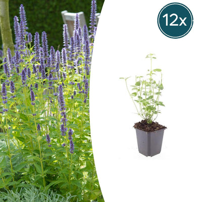 Duftnessel Black Adder 12er Set winterharte Staude für Bienen