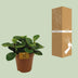 Peperomia Red Canyon - Ø15cm - ↕25cm - Pflegeleicht & dekorativ Bild 3