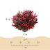 GreenboutiQ - Gartenpflanze - Leucothoe Zeblid - Rot - 1 Pflanze - Immergrün - Wenig Pflege - Topf 17cm Höhe 45cm Bild 5