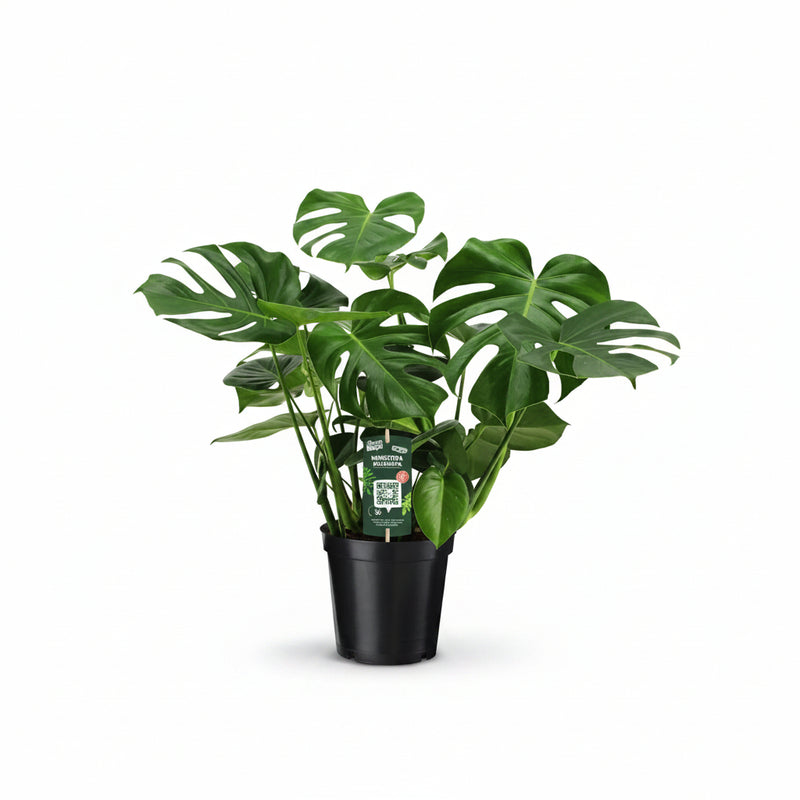 Monstera Deliciosa – Tropical Flair & Air Purifier
