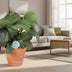 Calathea Orbifolia, elegant houseplant, Ø21cm, H65cm Bild 3