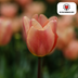 Tulpenbollen Apricot Foxx – 20 Stuks | KH Bloembollen® | Zalmroze Tulp – Elegant & Grootbloemig – Voor Tuin of Pot – Maat 11/12 – Vers van de Teler Bild 5