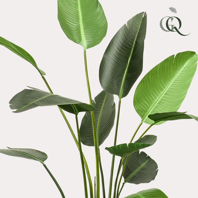 Kunstplant - Strelitzia Nicolai - Paradiesvogelblume -  230cm