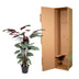 Calathea Oppenheimiana Pflanze – 130 cm – ø27 cm Topf Bild 4