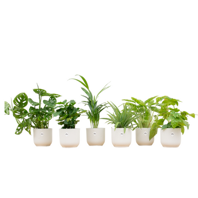 Vorratsbox - 6 Pflanzen inklusive Töpfe elho Vibes Fold Round Ø14 weiß