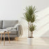 Dracaena Bicolor - 150 cm - ø24 Bild 3