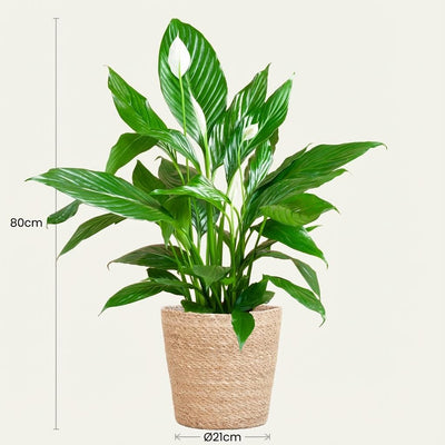 Einblatt 'Sweet Lauretta' Friedenslilie im Seegraskorb 80cm