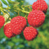 Malling Promise Himbeerpflanze: Rote Himbeeren, 2 Pflanzen im Topf Bild 5
