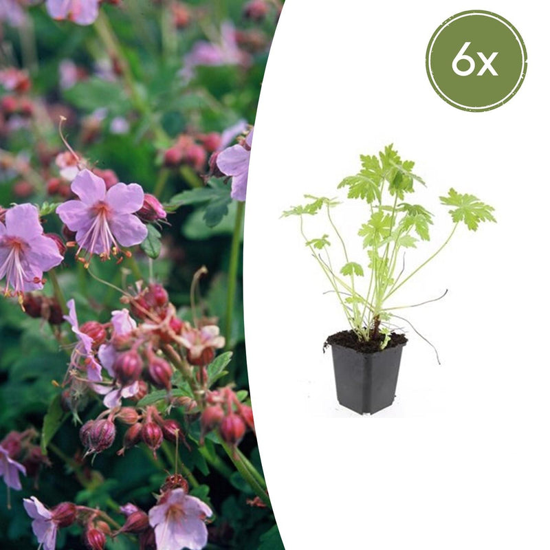 6x Storchschnabel (Geranium macrorrhizum) - 10-25cm - Ø9cm