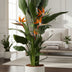 Strelitzia Reginae Orange Bird of Paradise 120 cm Ø21 Bild 2