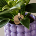Hummingbird Orchid Purple Set: White Orchid & Green Plant including Pots Bild 3