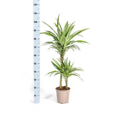 Dracaena Deremensis White Stripe Topf Ø19cm, 70-90cm hoch