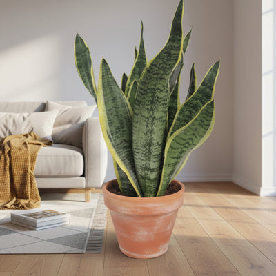 Sansevieria Futura Superba: Luftreinigende Zimmerpflanze Ø14cm, ↕40cm