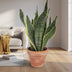 Sansevieria Futura Superba: Luftreinigende Zimmerpflanze Ø14cm, ↕40cm Bild 3