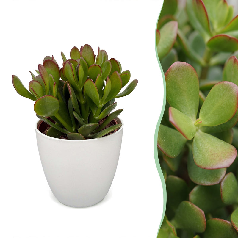 Crassula Ovata - Geldbaum - Grün - Sukkulente/Kaktus - incl. witte pot - Ø12cm