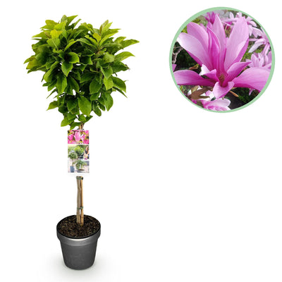 Magnolia Susan Stamm-Pflanze: Winterharte Schönheit mit rosa Blüte