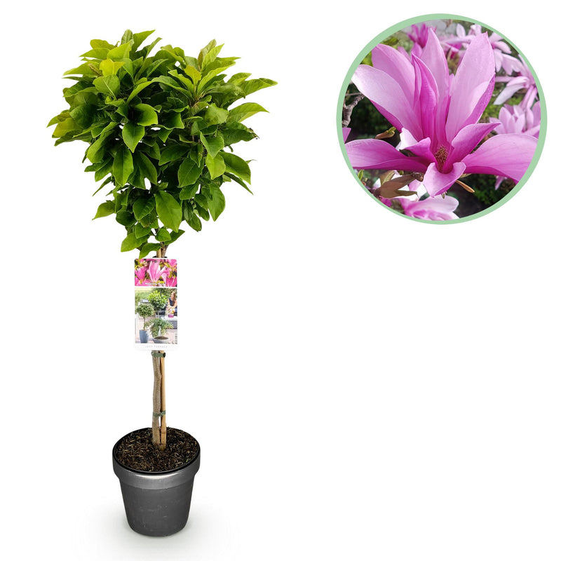 Magnolia Susan Stamm-Pflanze: Winterharte Schönheit mit rosa Blüte