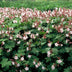 48x Geranium macr. 'Spessart' - Bodendecker, 10-25cm Bild 5
