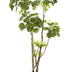 Kunstpflanze Polyscias Aralia, 135 cm – Grün und Pflegeleicht Bild 1