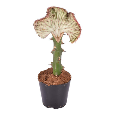 Euphorbia lactea Cristata 'Korallen-Kaktus', 35 cm - Ø12