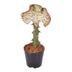 Euphorbia lactea Cristata 'Korallen-Kaktus', 35 cm - Ø12 Bild 1