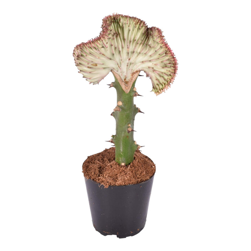Euphorbia lactea Cristata 'Korallen-Kaktus', 35 cm - Ø12