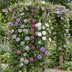 12x Passiflora Rainbow 'Rainbow Glow' - Kletterpflanze, Ø9cm, 35cm Bild 4
