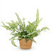 Green boutiQ Pteris cretica Albolineata - Schwertfarn, haustierfreundlich Bild 2