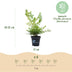 GreenboutiQ Boxwood Hedge 'Babylon Beauty' - 6 plants for 1m Bild 4