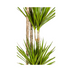Dracaena Marginata Green XL: 170-190cm, Ø27cm Topf Bild 3