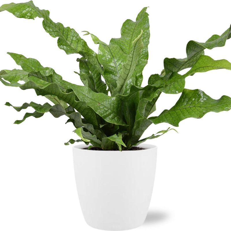Microsorum Diversifolium Känguru-Farn im Topf Ø17cm - H45cm
